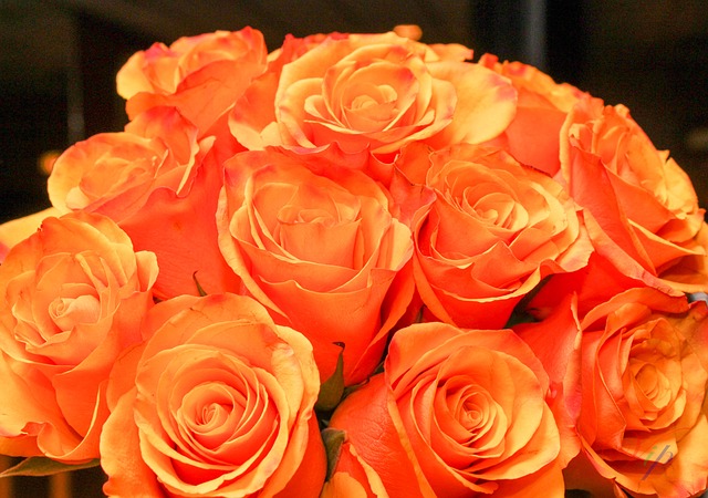 oranžová kytice růží